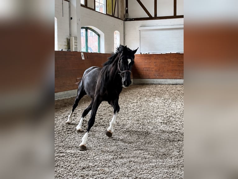 KWPN Castrone 3 Anni 166 cm Morello in Kirchlinteln