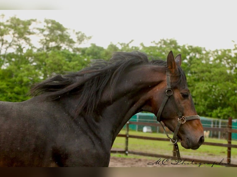 KWPN Castrone 3 Anni 167 cm Baio in Polenz