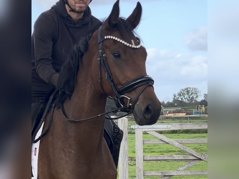 KWPN Castrone 3 Anni 167 cm Baio in Schijf
