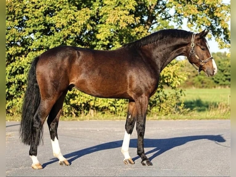 KWPN Castrone 3 Anni 167 cm Baio in Hódmezővásárhely