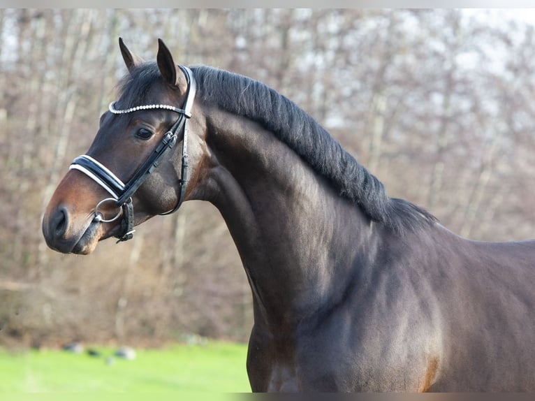 KWPN Castrone 3 Anni 167 cm Baio scuro in Emlichheim