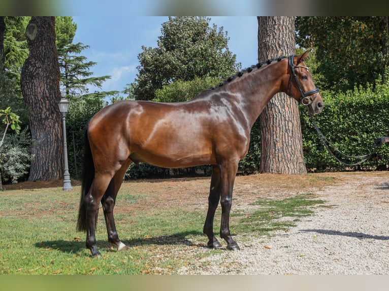 KWPN Castrone 3 Anni 167 cm Baio scuro in Marina Di Ardea