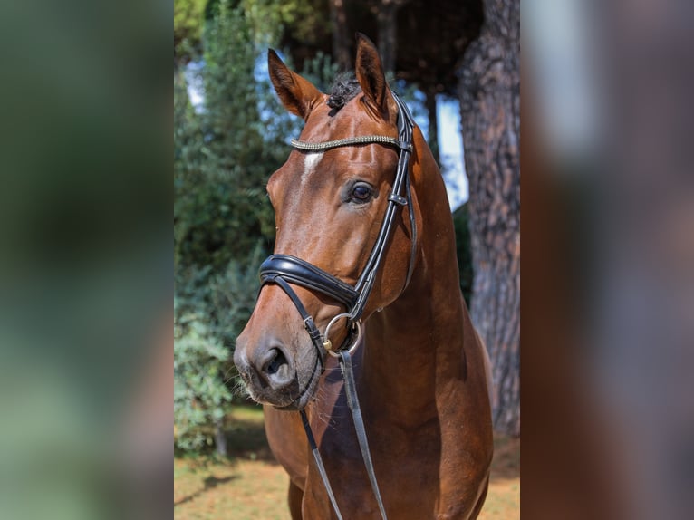 KWPN Castrone 3 Anni 167 cm Baio scuro in Marina Di Ardea