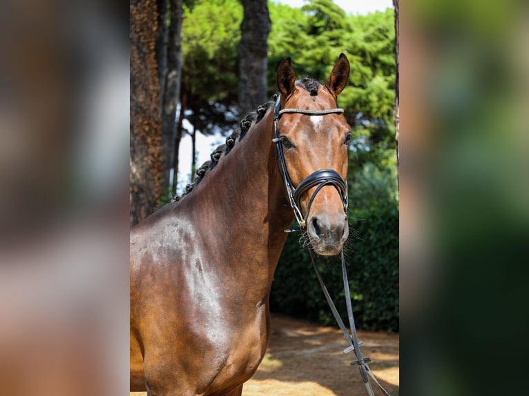 KWPN Castrone 3 Anni 167 cm Baio scuro in Marina Di Ardea