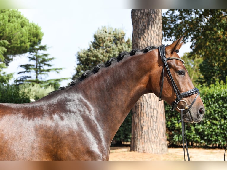 KWPN Castrone 3 Anni 167 cm Baio scuro in Marina Di Ardea