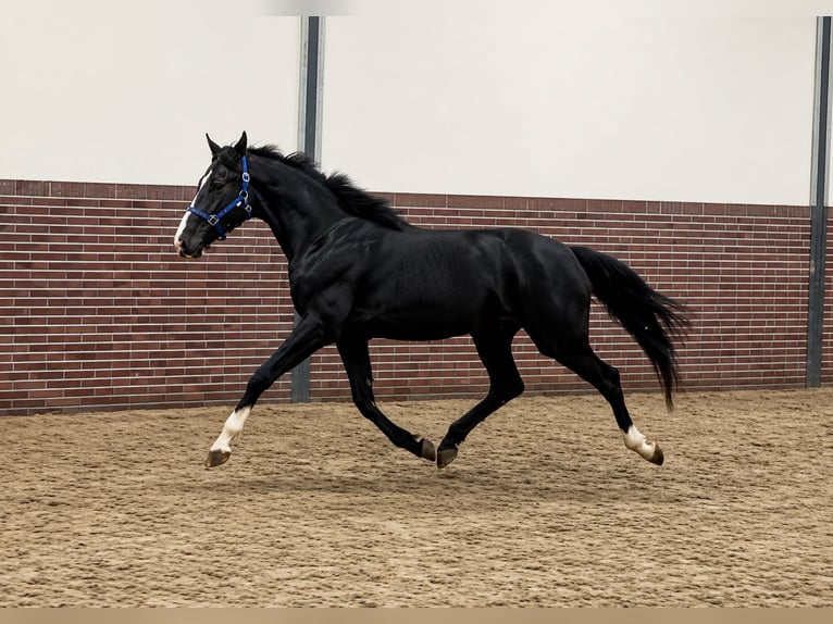 KWPN Castrone 3 Anni 167 cm Morello in Königsbach-Stein
