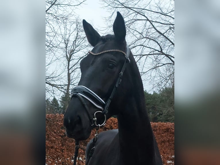 KWPN Castrone 3 Anni 167 cm Morello in MOL