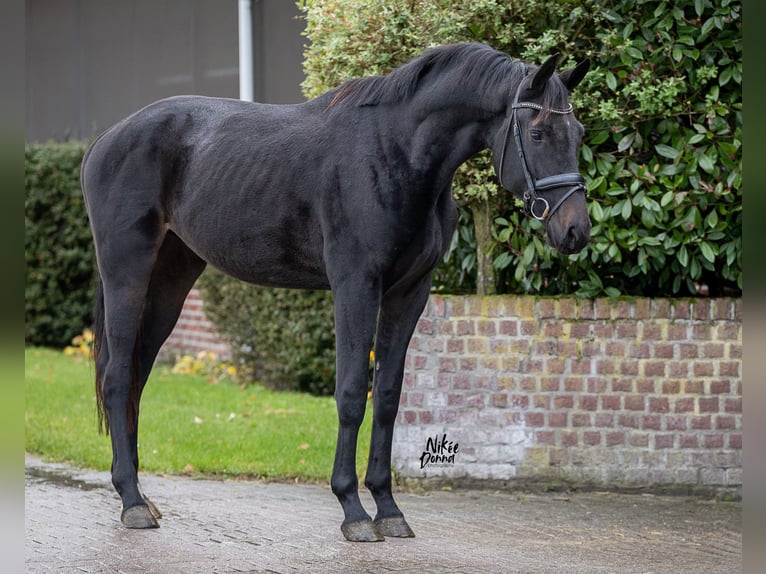 KWPN Castrone 3 Anni 167 cm Morello in Haaksbergen