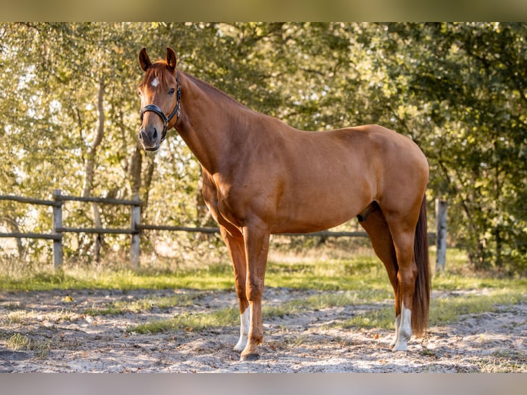KWPN Castrone 3 Anni 167 cm Sauro in Grasberg