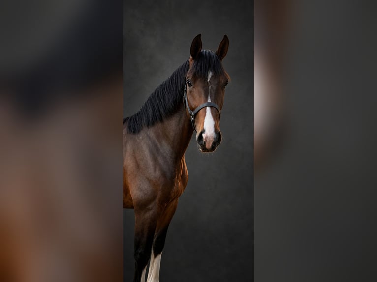 KWPN Castrone 3 Anni 168 cm Baio in Königsbach-Stein