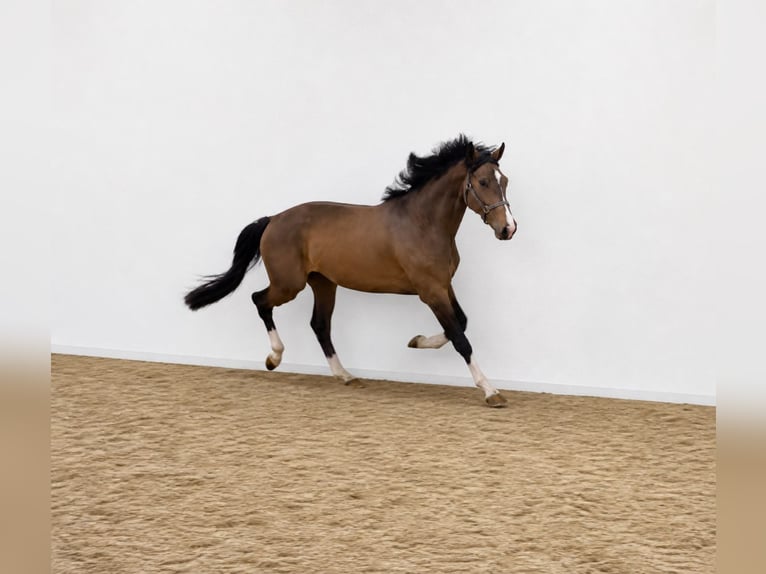 KWPN Castrone 3 Anni 168 cm Baio in Königsbach-Stein