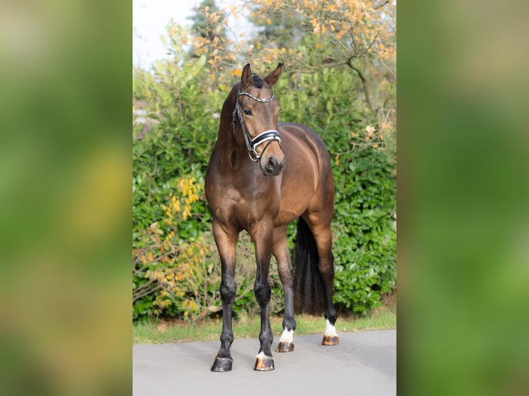 KWPN Castrone 3 Anni 168 cm Baio in Oosterhout