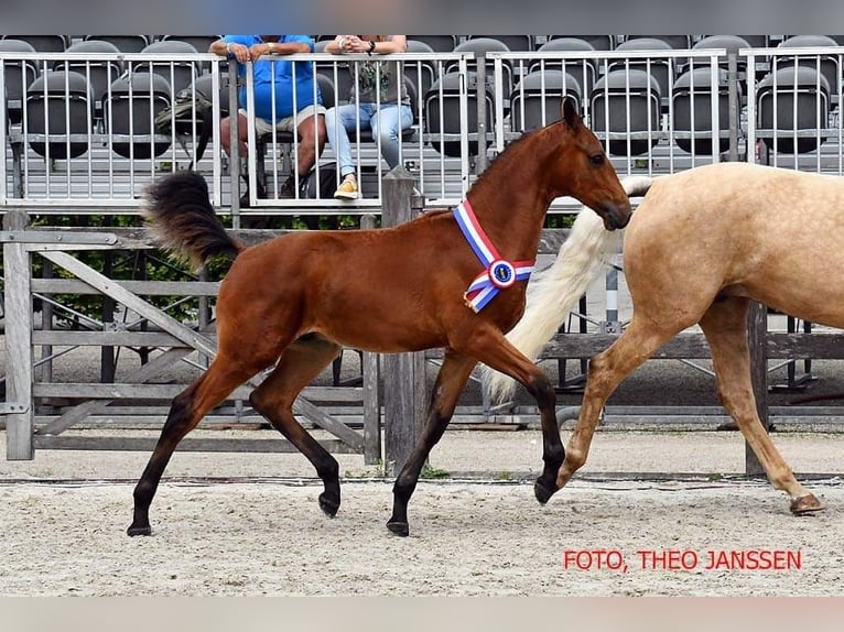 KWPN Castrone 3 Anni 168 cm Baio in Ridderkerk