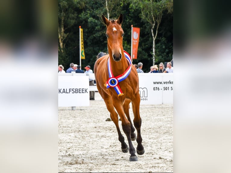 KWPN Castrone 3 Anni 168 cm Baio in Ridderkerk