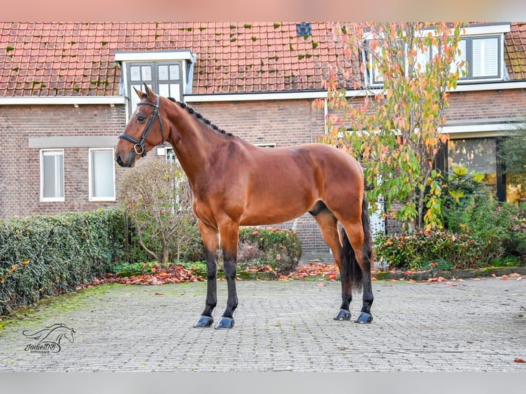 KWPN Castrone 3 Anni 168 cm Baio in Ridderkerk