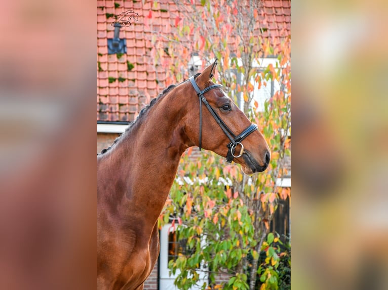 KWPN Castrone 3 Anni 168 cm Baio in Ridderkerk