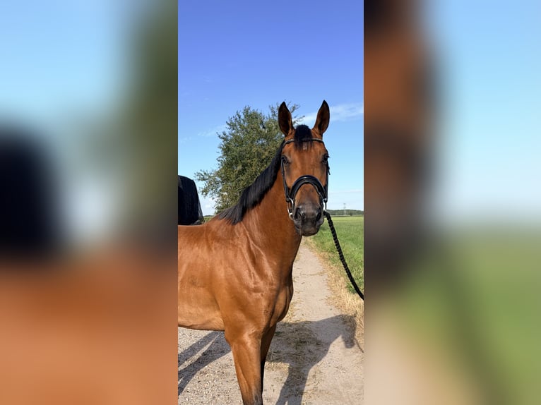 KWPN Castrone 3 Anni 168 cm Baio in Teteringen