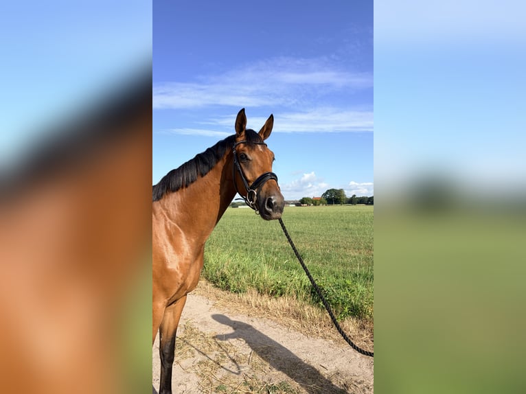 KWPN Castrone 3 Anni 168 cm Baio in Teteringen