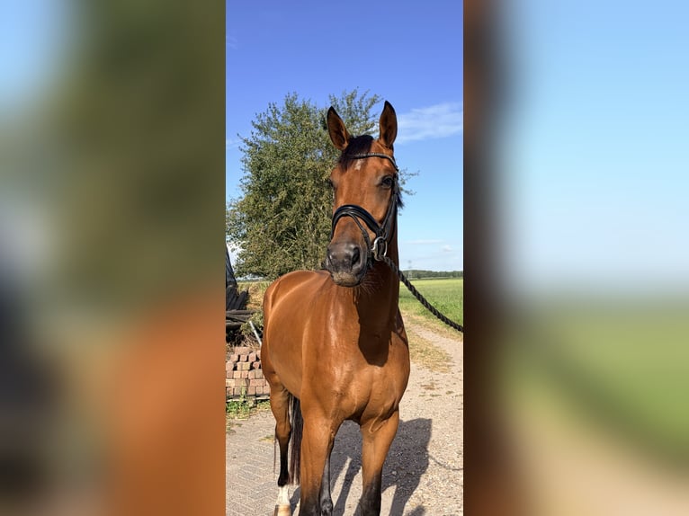 KWPN Castrone 3 Anni 168 cm Baio in Teteringen
