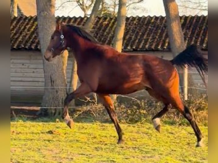 KWPN Castrone 3 Anni 168 cm Baio in Teteringen
