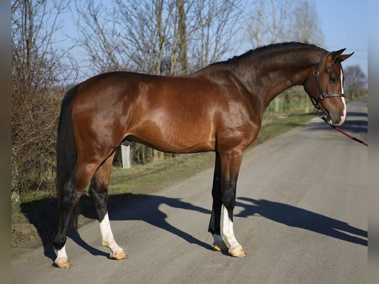 KWPN Castrone 3 Anni 168 cm Baio ciliegia in Romania