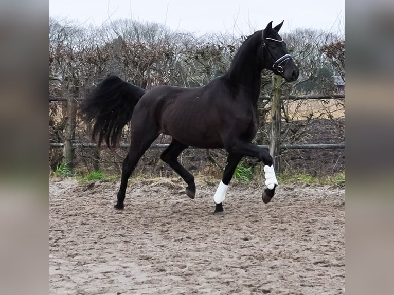 KWPN Castrone 3 Anni 168 cm Baio nero in Prinsenbeek