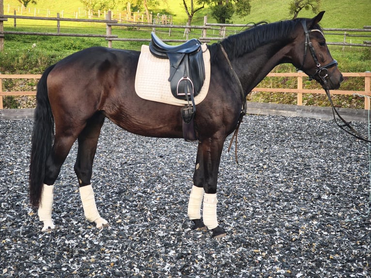 KWPN Castrone 3 Anni 168 cm Baio nero in Molln