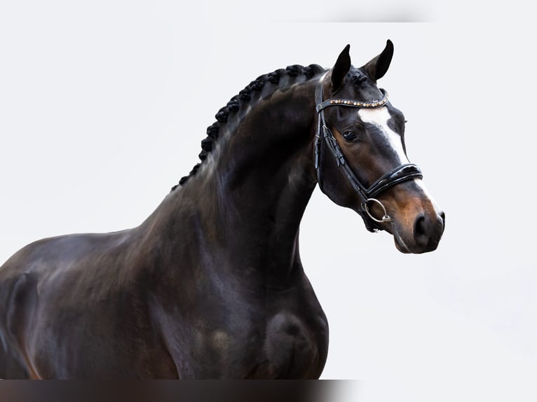 KWPN Castrone 3 Anni 168 cm Baio nero in Kalmthout