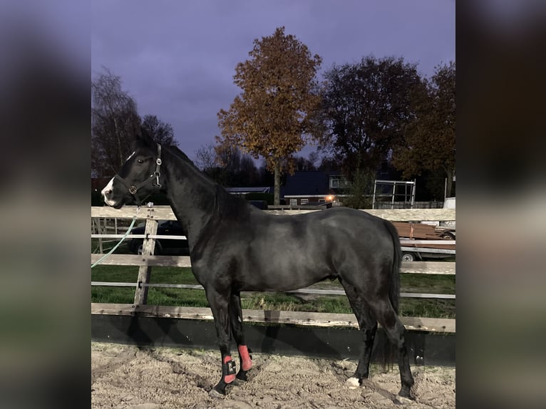 KWPN Castrone 3 Anni 168 cm Baio nero in Wedde