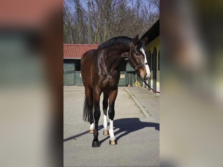 KWPN Castrone 3 Anni 168 cm Baio scuro in Murska Soboda