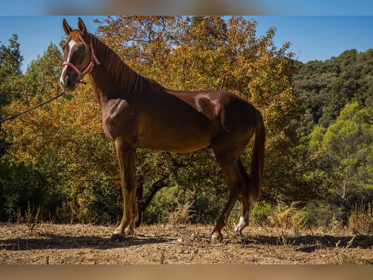 KWPN Castrone 3 Anni 168 cm in Santo Tome