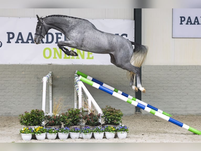 KWPN Castrone 3 Anni 168 cm Grigio in Heerde