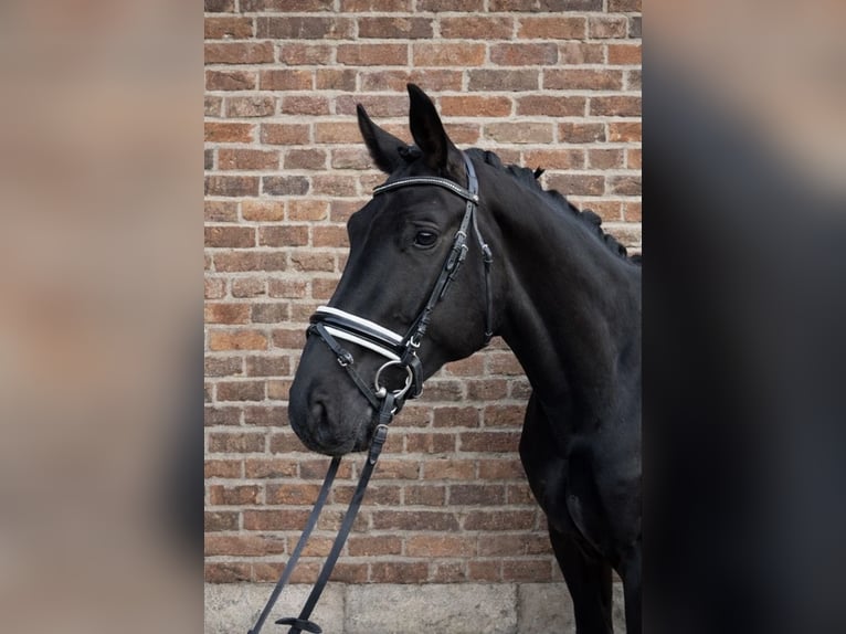 KWPN Castrone 3 Anni 168 cm Morello in Bruchsal