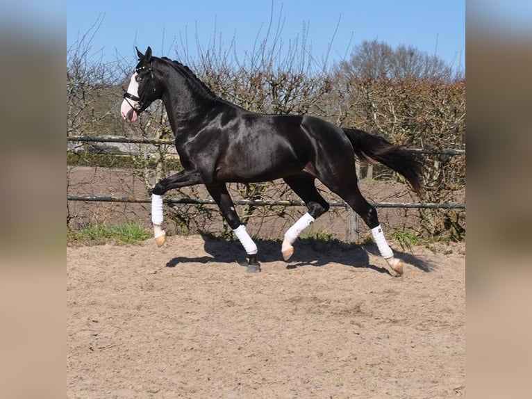 KWPN Castrone 3 Anni 168 cm Morello in Prinsenbeek