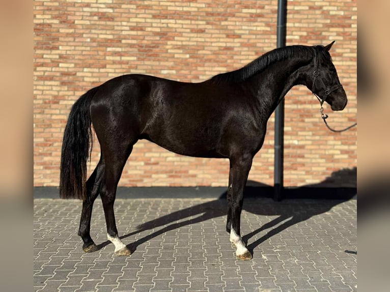 KWPN Castrone 3 Anni 168 cm Morello in Szarvas
