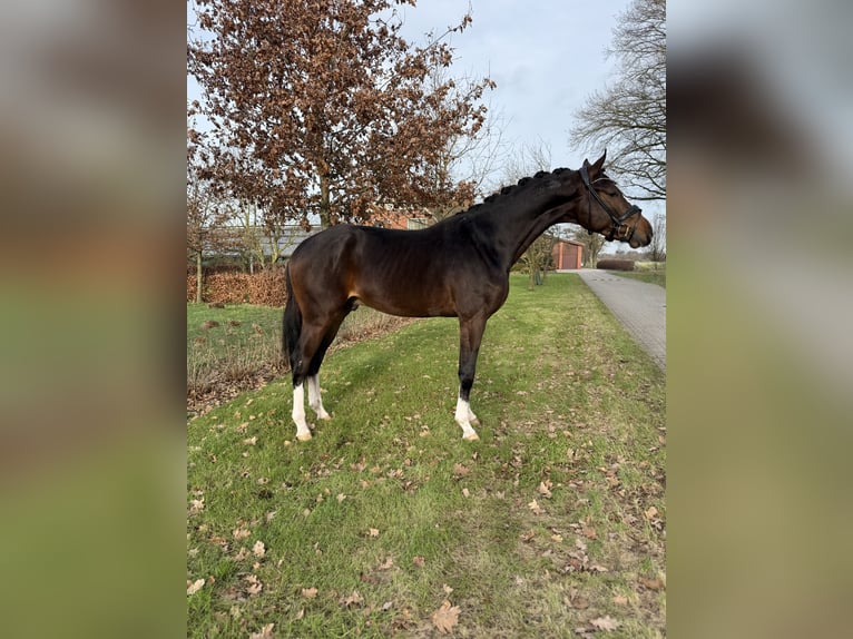 KWPN Castrone 3 Anni 169 cm Baio scuro in Emlichheim