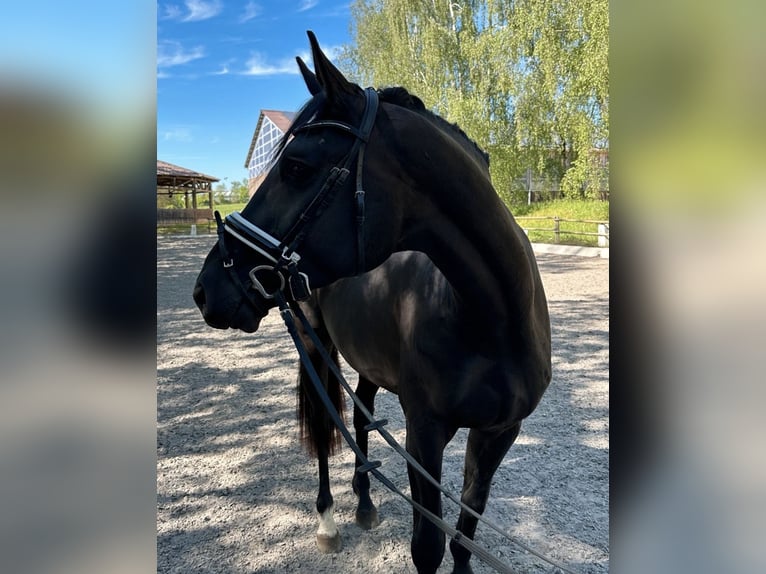 KWPN Castrone 3 Anni 169 cm Morello in Dielheim