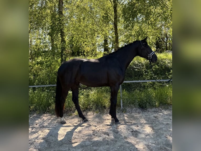 KWPN Castrone 3 Anni 169 cm Morello in Dielheim