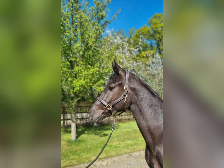 KWPN Castrone 3 Anni 169 cm Morello in Diever