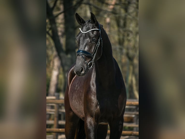 KWPN Castrone 3 Anni 169 cm Morello in Loon op Zand