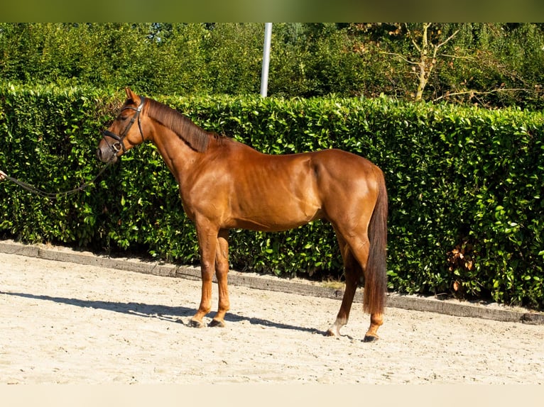 KWPN Castrone 3 Anni 169 cm Sauro in Voorst