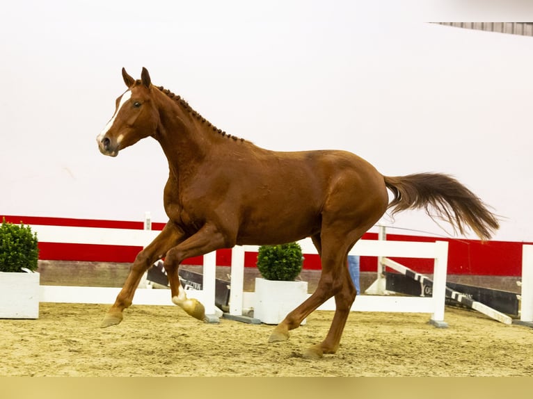 KWPN Castrone 3 Anni 169 cm Sauro in Waddinxveen