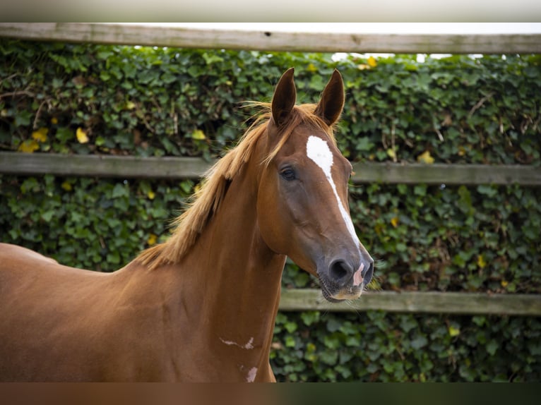 KWPN Castrone 3 Anni 169 cm Sauro in Waddinxveen