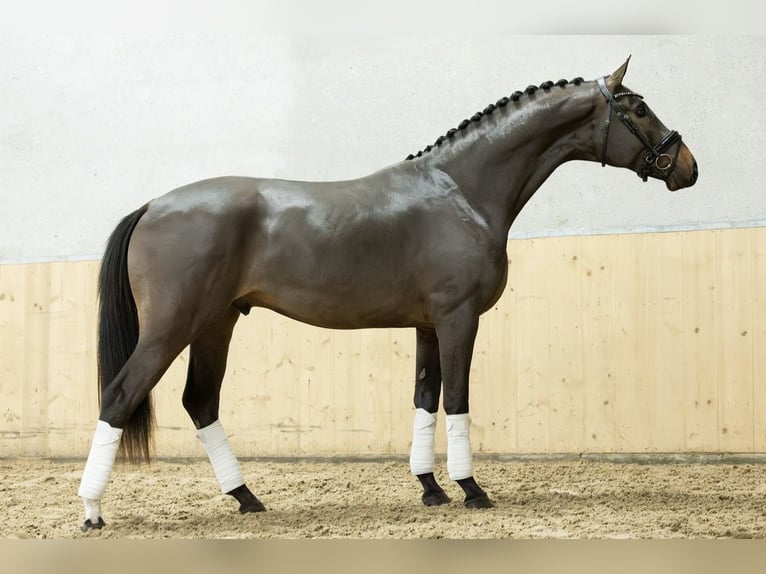 KWPN Castrone 3 Anni 170 cm Baio in Abcoude