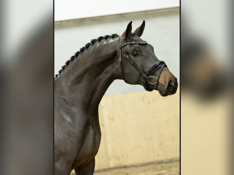 KWPN Castrone 3 Anni 170 cm Baio in Abcoude