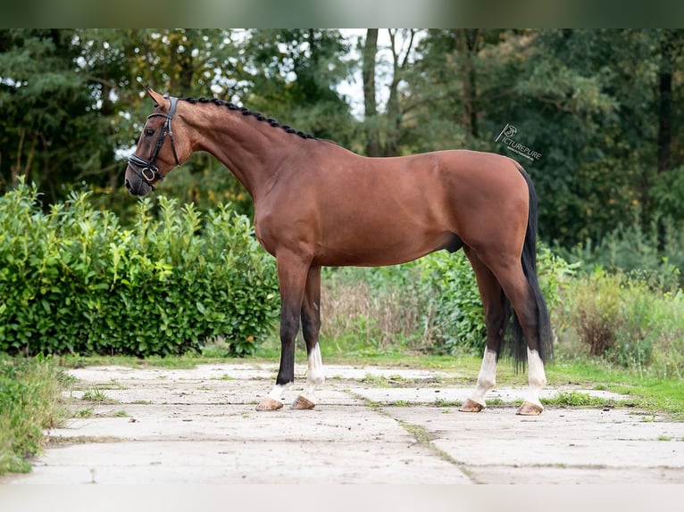 KWPN Castrone 3 Anni 170 cm Baio in Weert