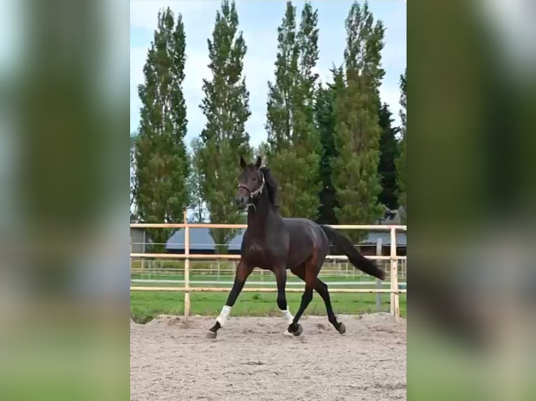 KWPN Castrone 3 Anni 170 cm Baio nero in Rijsenhout