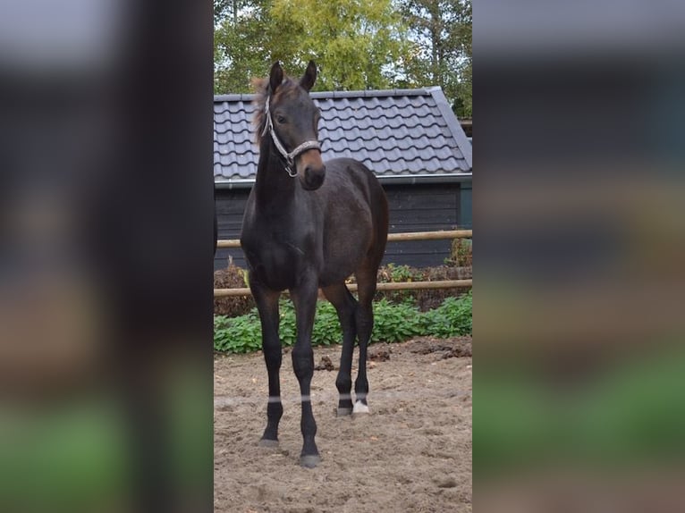 KWPN Castrone 3 Anni 170 cm Baio nero in Rijsenhout