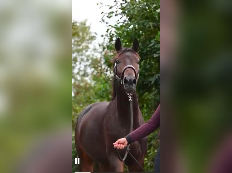 KWPN Castrone 3 Anni 170 cm Baio nero in Rijsenhout