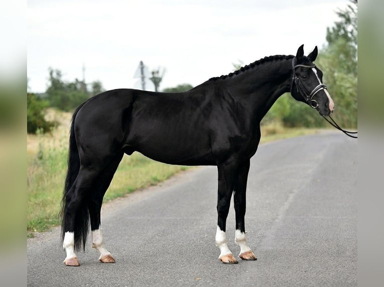KWPN Castrone 3 Anni 170 cm Morello in Balatonfüred
